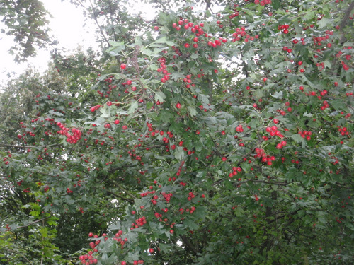 Fauna along the walk.